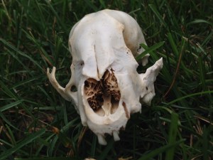 skull 2