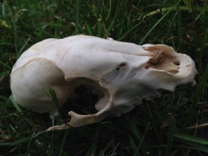 skull 3